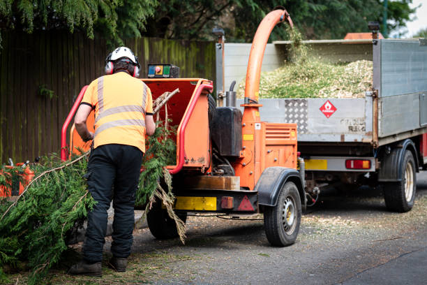 How Our Tree Care Process Works  in  East Pittsburgh, PA