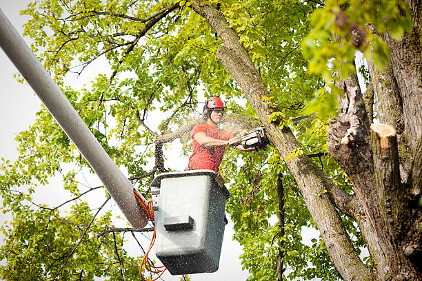 Professional Tree Services in East Pittsburgh, PA